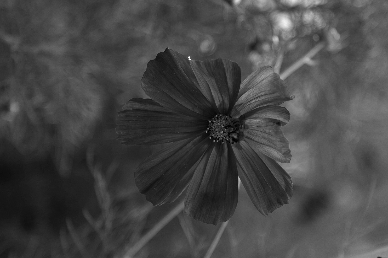 danse avec le flou