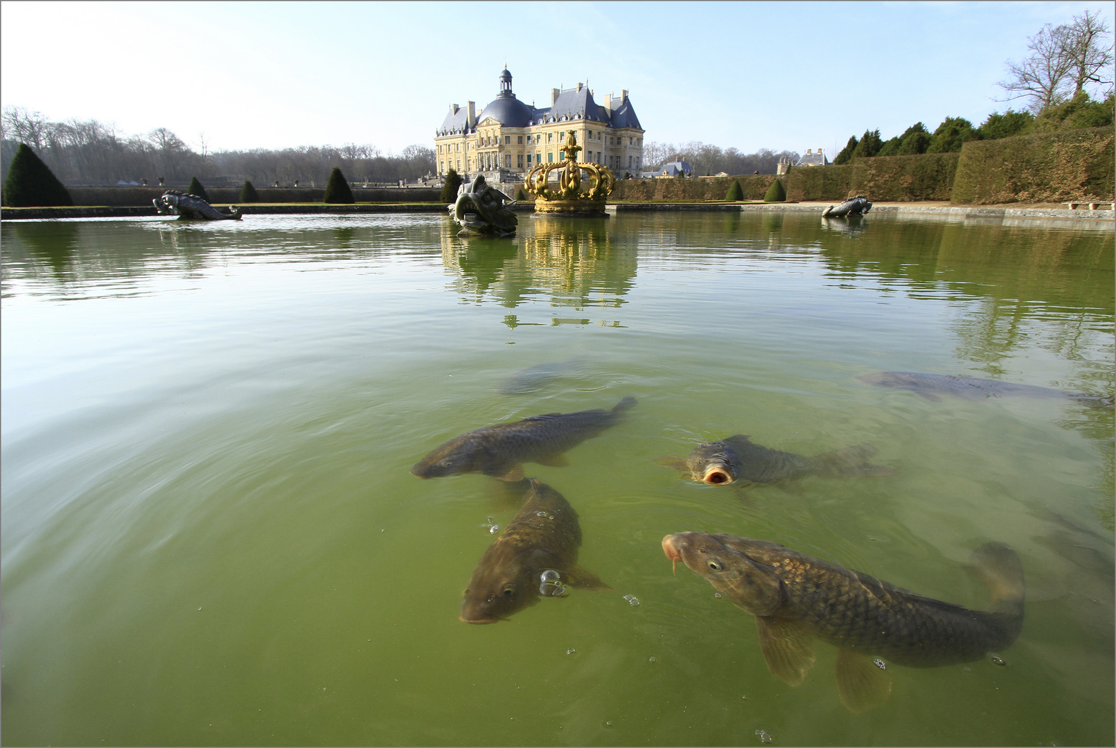 Danse avec les carpes