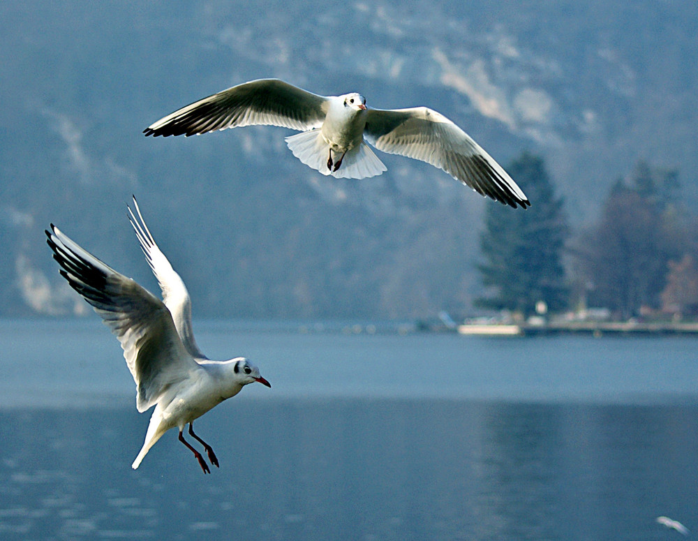 Danse avec les mouettes