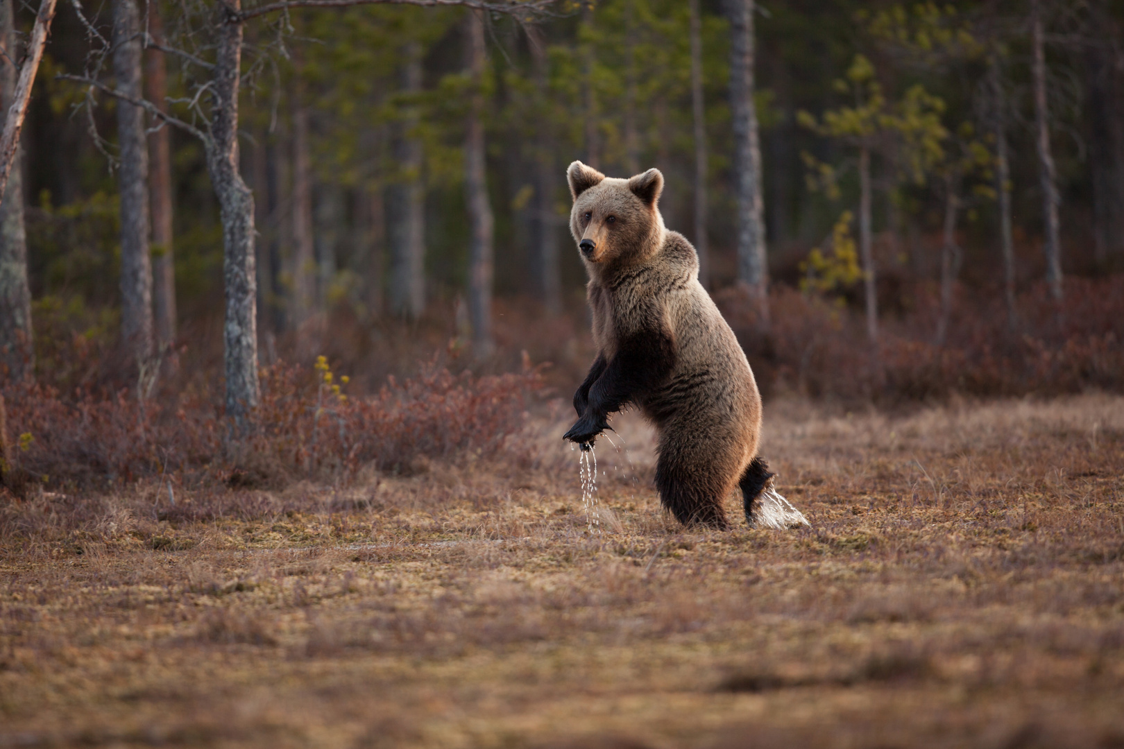 Danse avec les ours