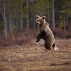 Danse avec les ours
