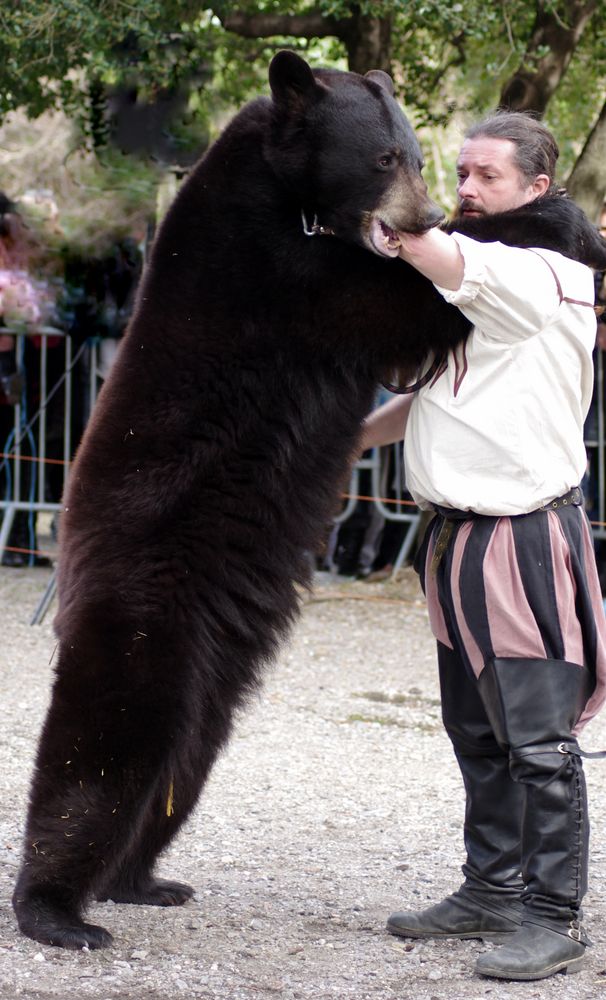 Danse avec l'ours ...