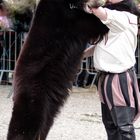 Danse avec l'ours ...