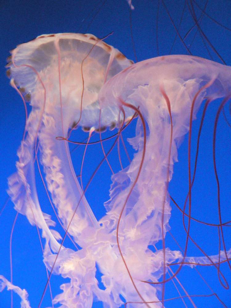 Danse de méduses - Aquarium de Monterey (Californie)