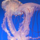 Danse de méduses - Aquarium de Monterey (Californie)