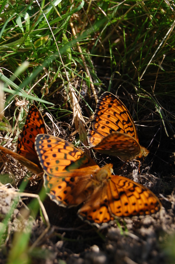 danse des papillons