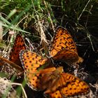 danse des papillons