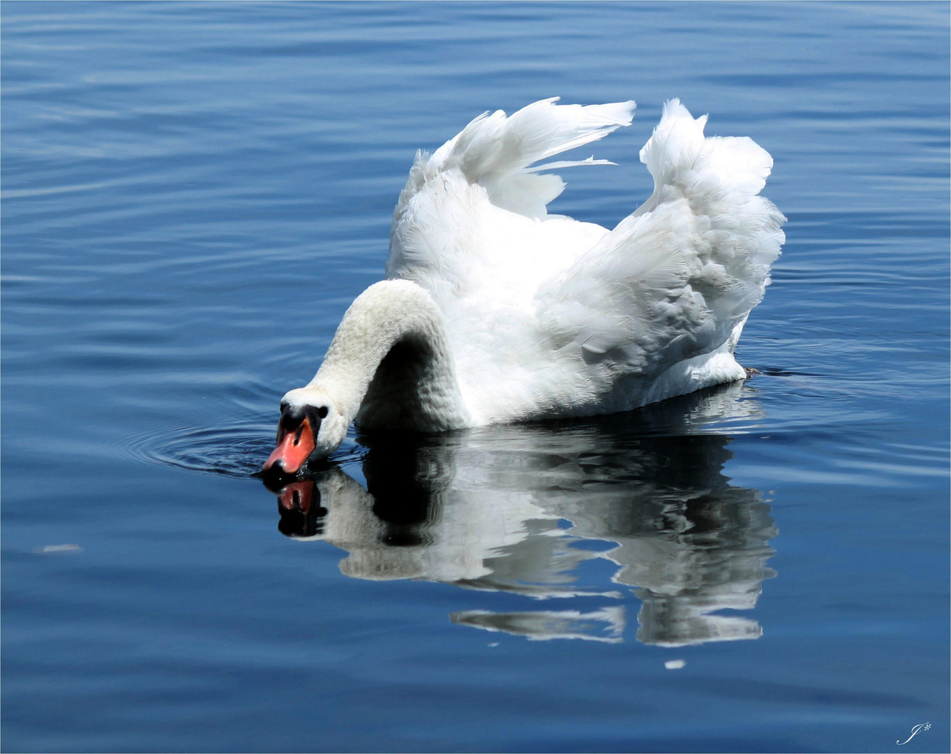 Danse du cygne