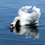 Danse du cygne