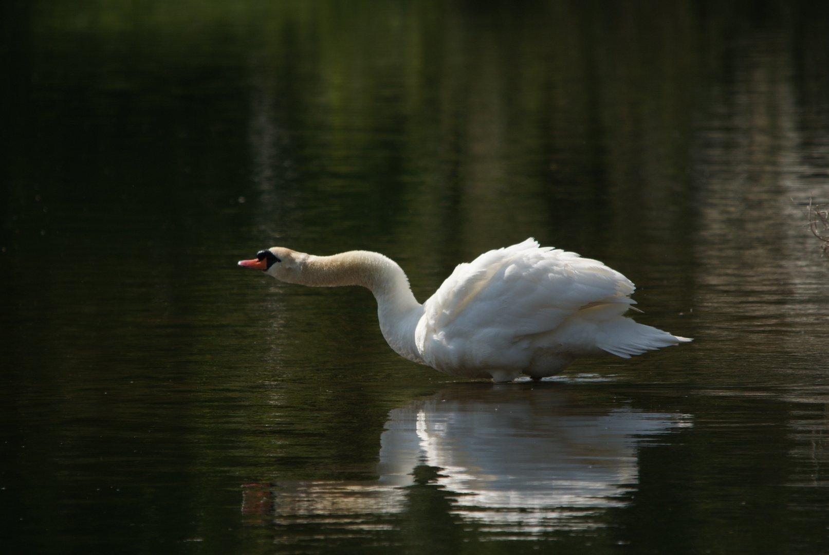 Danse du cygne