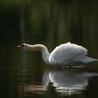 Danse du cygne