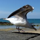 Danse du Goéland à Saint-Malo