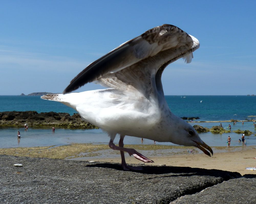 Danse du Goéland à Saint-Malo