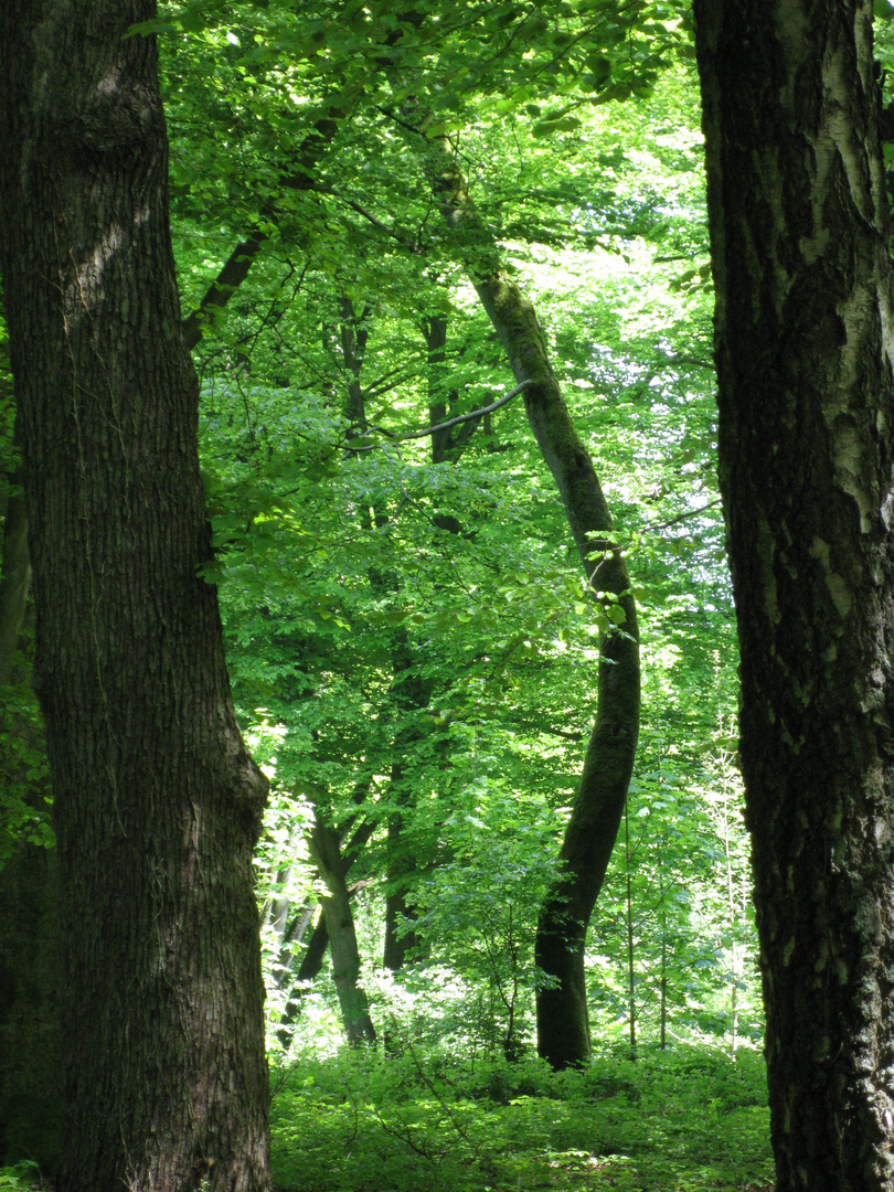 danse, mon arbre, danse avec moi