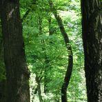 danse, mon arbre, danse avec moi