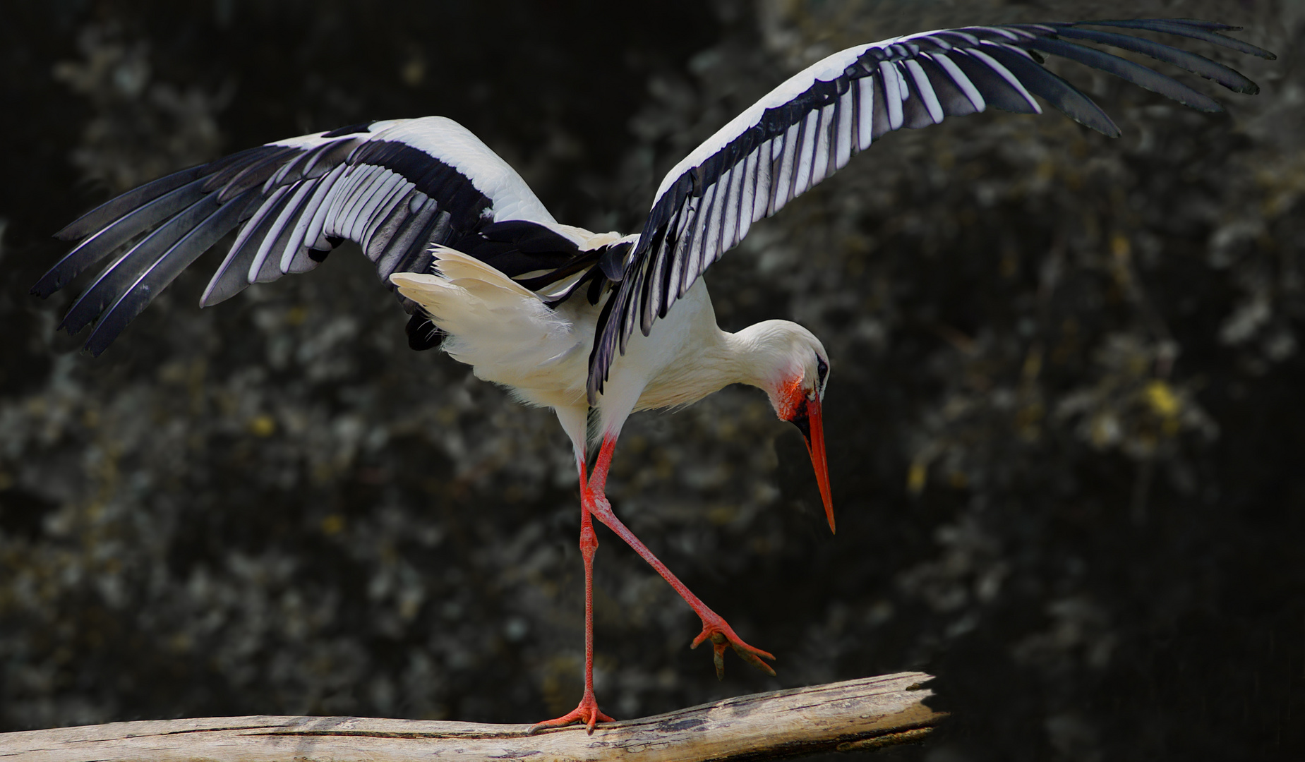 Danse nuptiale (Ciconia ciconia, cigogne blanche)