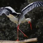 Danse nuptiale (Ciconia ciconia, cigogne blanche)