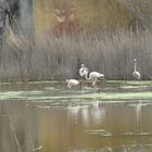 Danse sur l'eau.