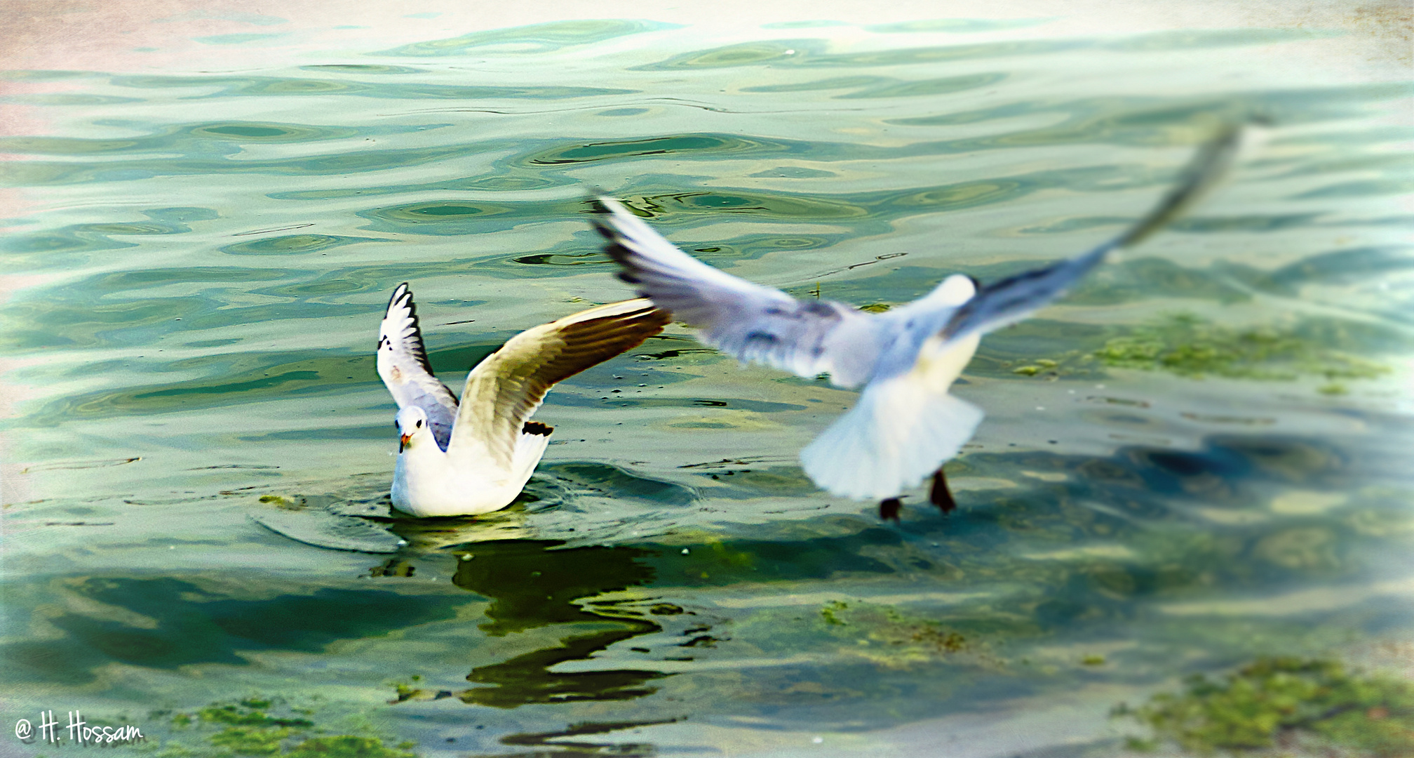 Danser avec les mouettes