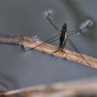 Danser sur l'eau