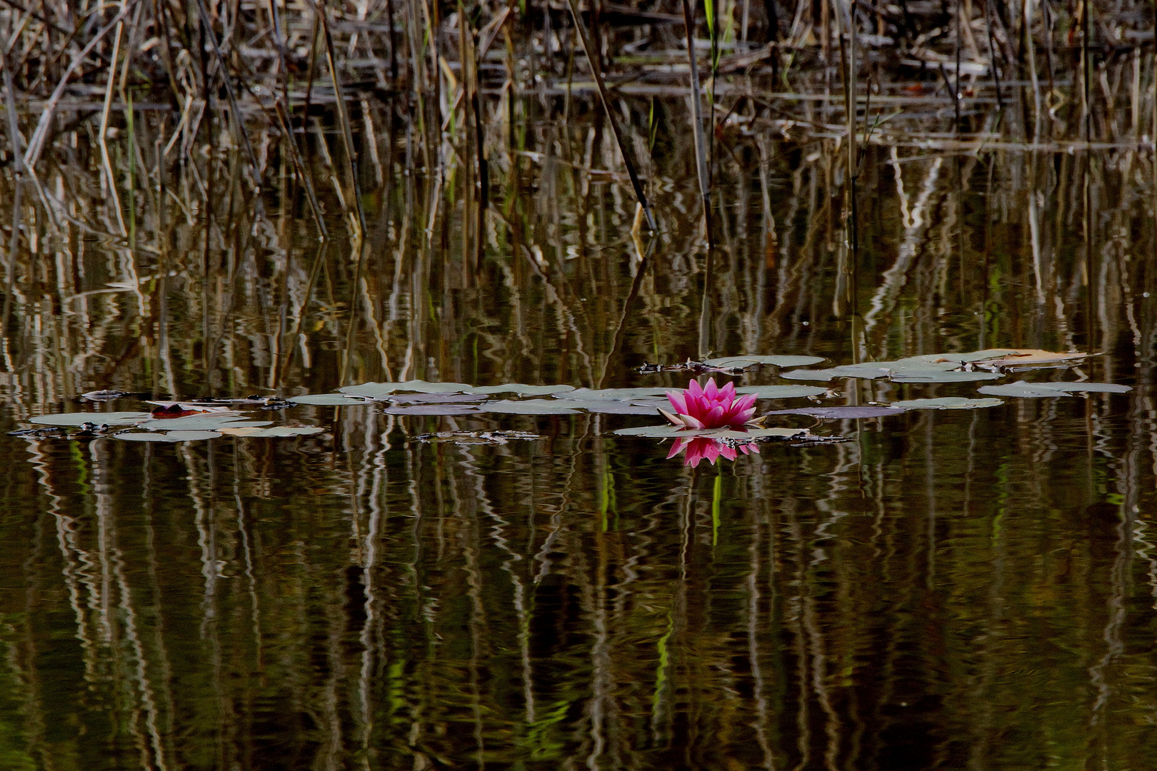 danser sur l'eau