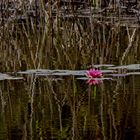 danser sur l'eau