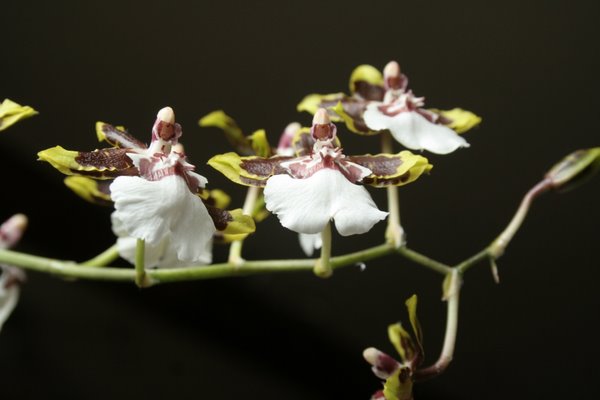 danseuses éphémères