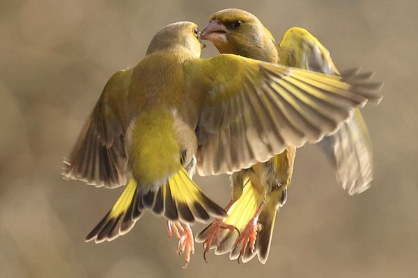 Dansons joue contre joue !!!