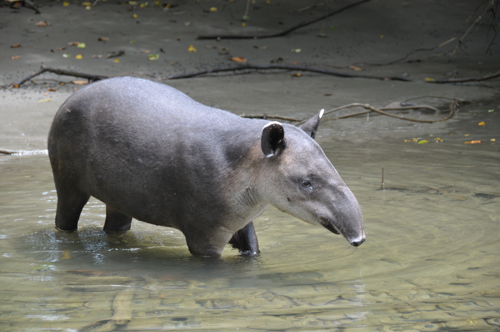 Danta / Tapir auf dem catwalk