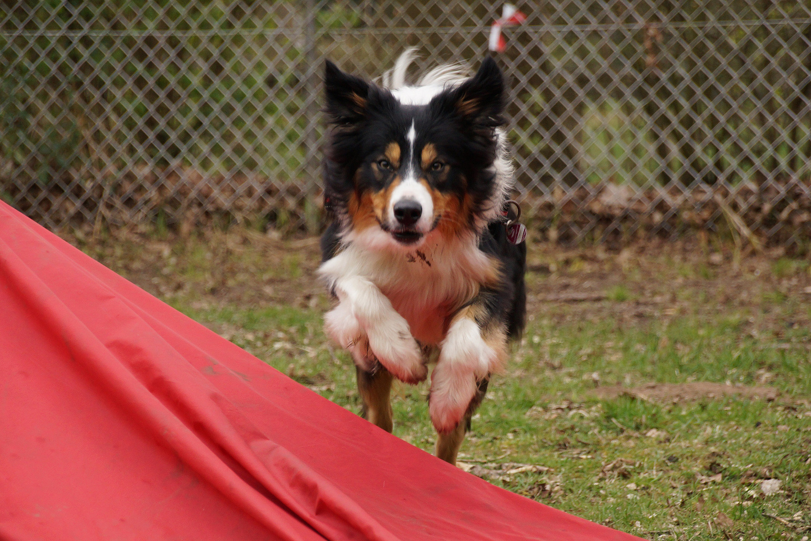 Dante beim Agility