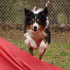 Dante beim Agility