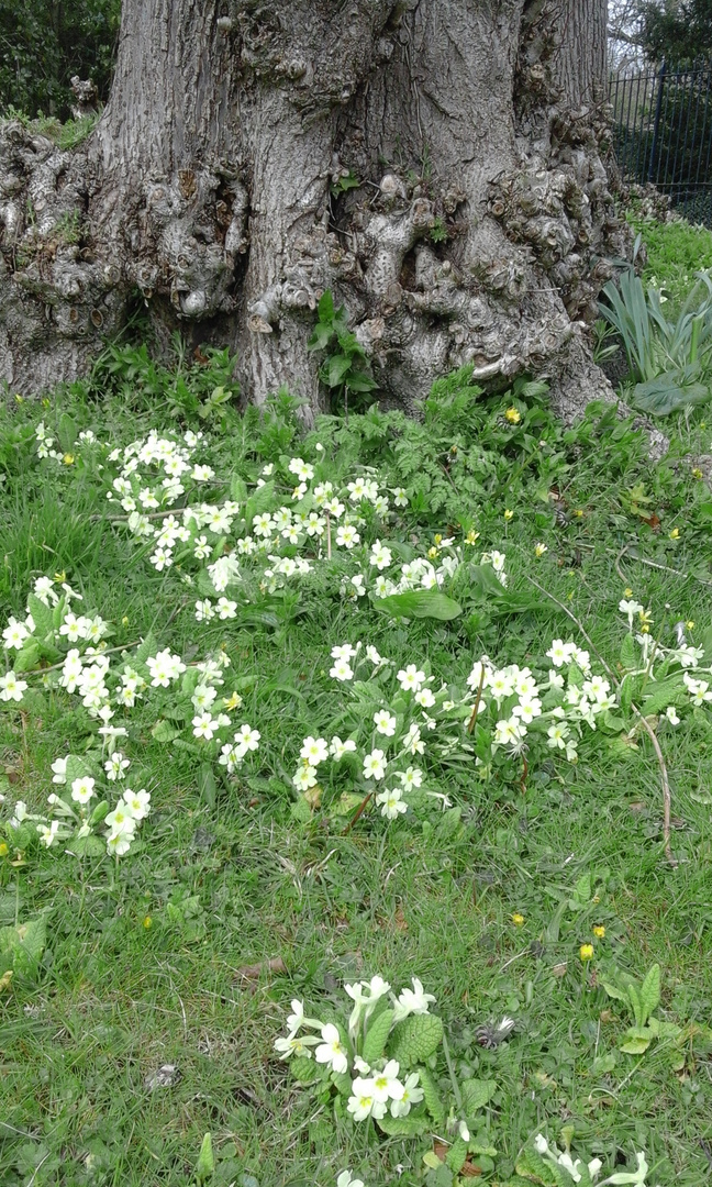 Dante's Tree Trunk