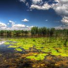 Danube Delta 1