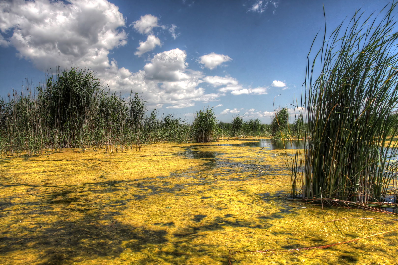 Danube Delta 3