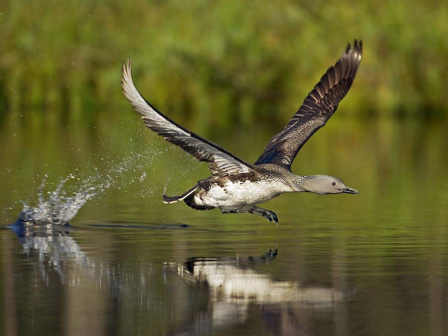 Danube Delta / Delta dunarii (3) - ROMANIA