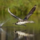 Danube Delta / Delta dunarii (3) - ROMANIA