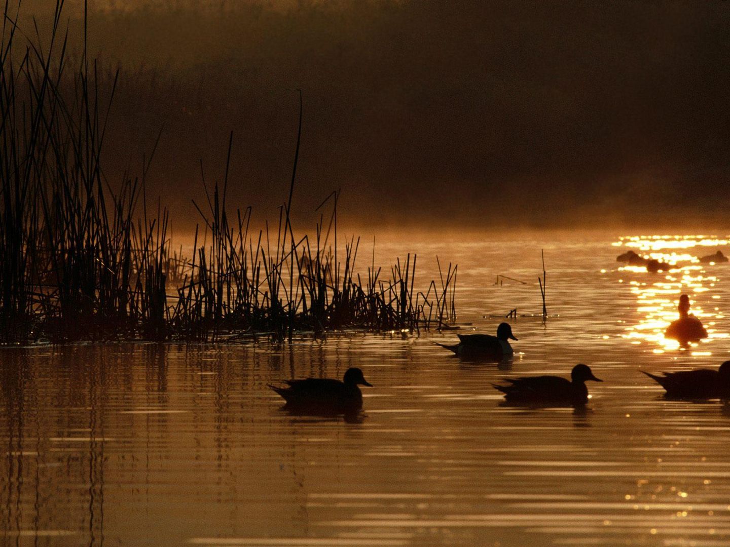 Danube Delta / Delta dunarii ROMANIA 2009