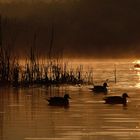 Danube Delta / Delta dunarii ROMANIA 2009