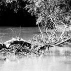 Danube Delta - Landschaft