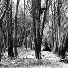 Danube Delta - Landschaft