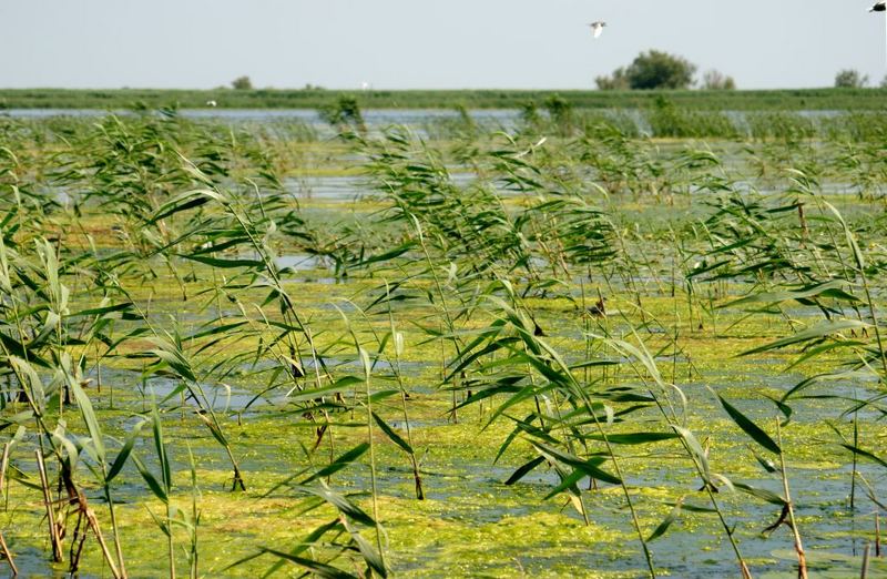 Danube Delta Seen