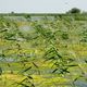 Danube Delta Seen