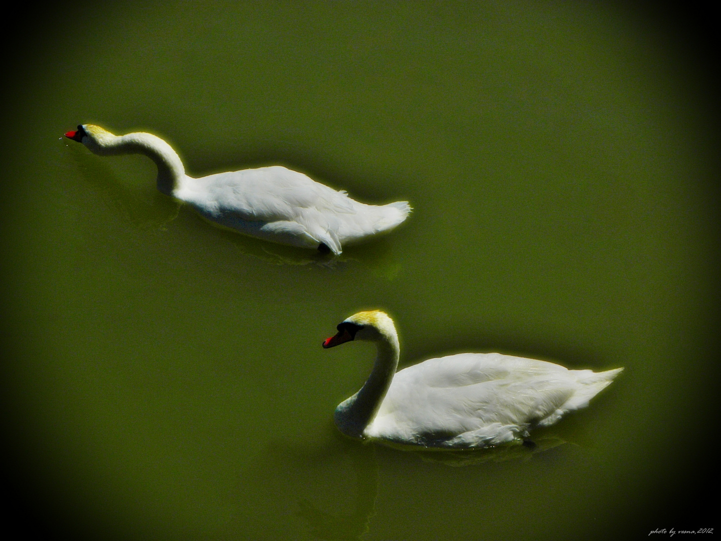 danube swans