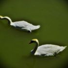 danube swans