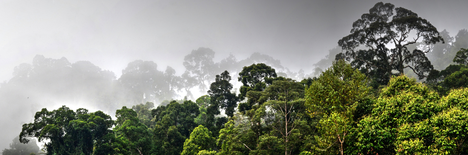 Danum Valley / Borneo