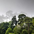 Danum Valley / Borneo