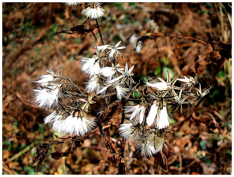 danza d'autunno