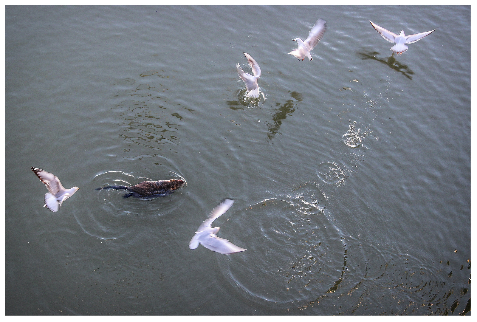 Danza di nutria con gabbiani - Foto 5 di 9 in sequeza