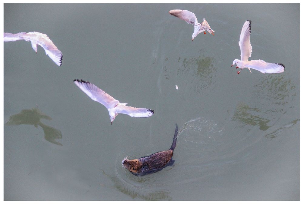 Danza di nutria con gabbiani - Foto 6 di 9 in sequenza