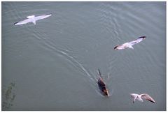 Danza di nutria con gabbiani -  Foto 7 di sequenza di 9